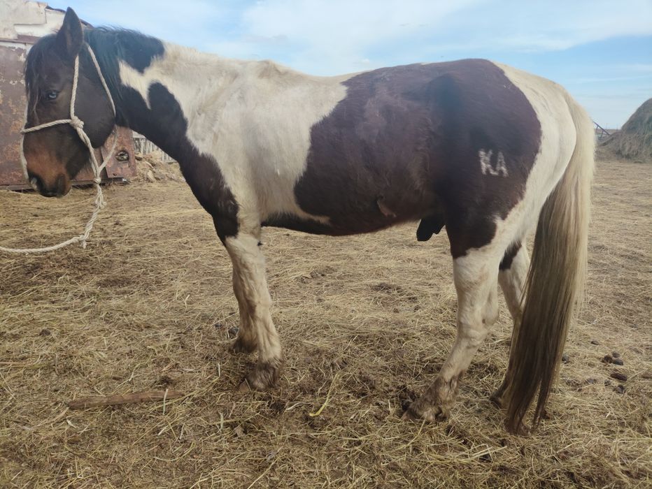 Айгыр сатылады жеребец