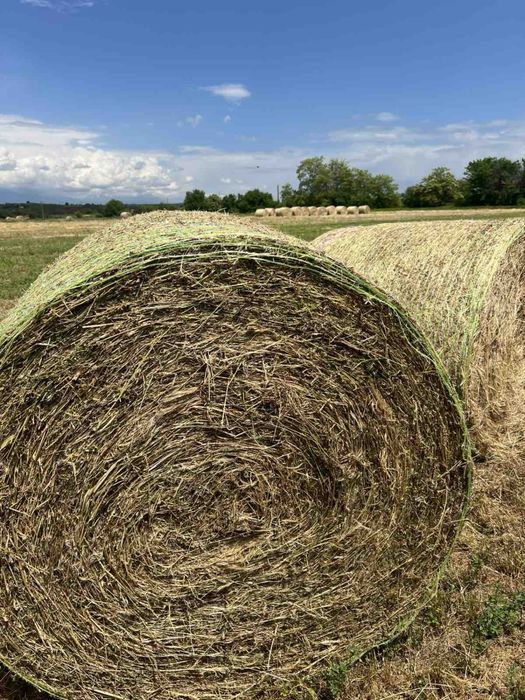 Бали лено с люцерна