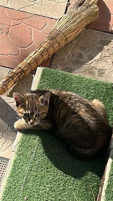 Котята бесплатно