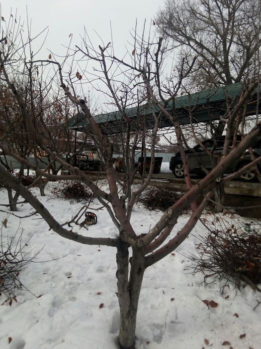 Обрезка плодовых деревьев!