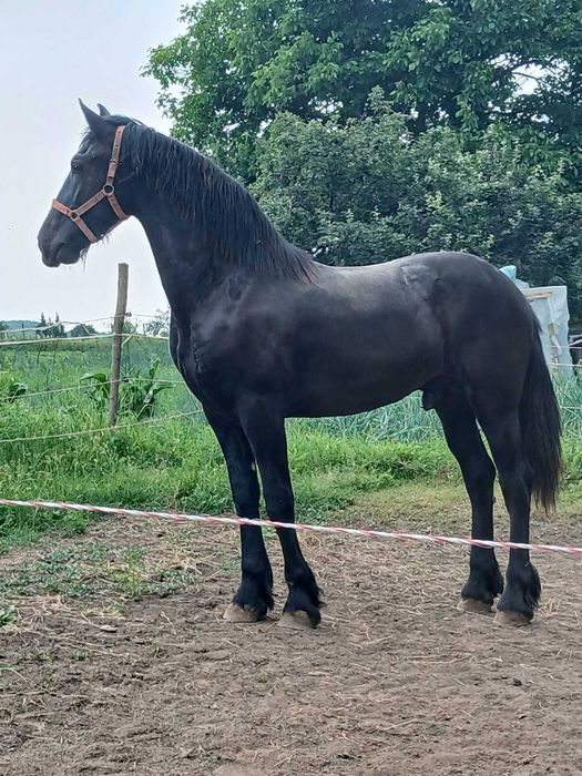 Manz armasar frizian 1 an si 8 luni