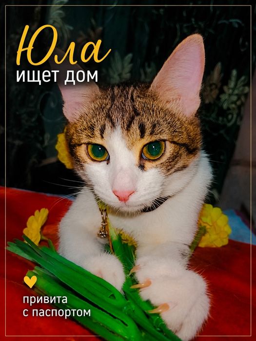 Котята привитые ищут дом