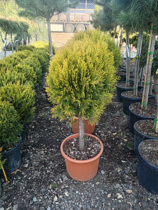 Chiparos Leylandii GIGANT!!