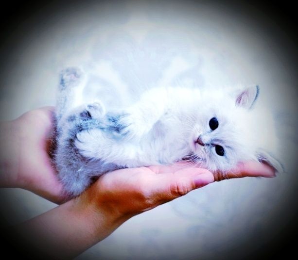 Сибирски котенца Невска маскарадна