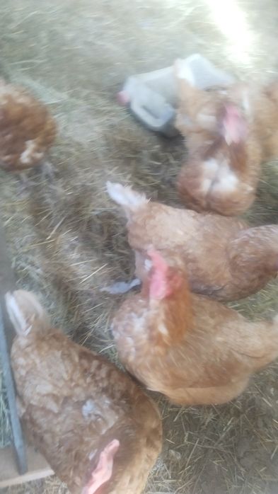 Продам куриц несушек