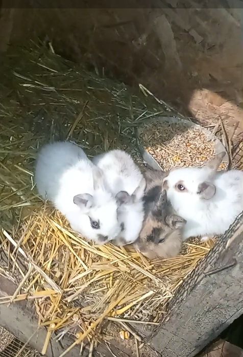 De vânzare 4 masculi cap de leu