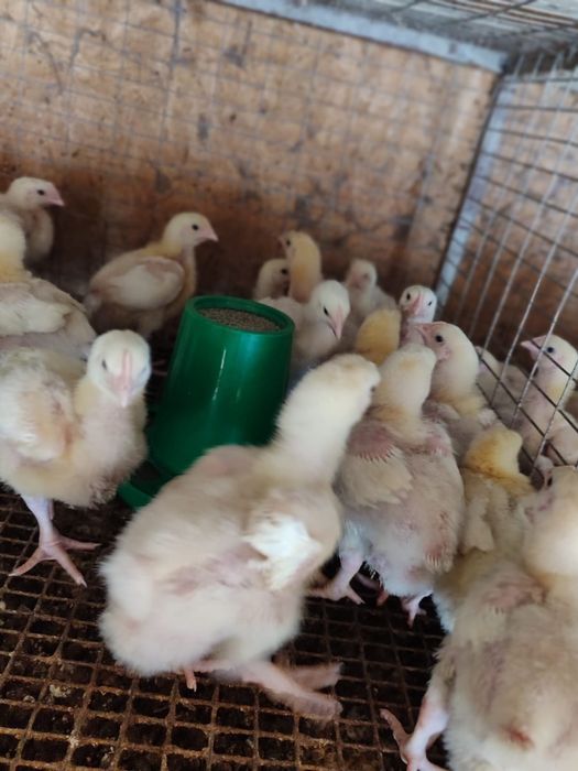 Цыплята бройлеры подрощенные