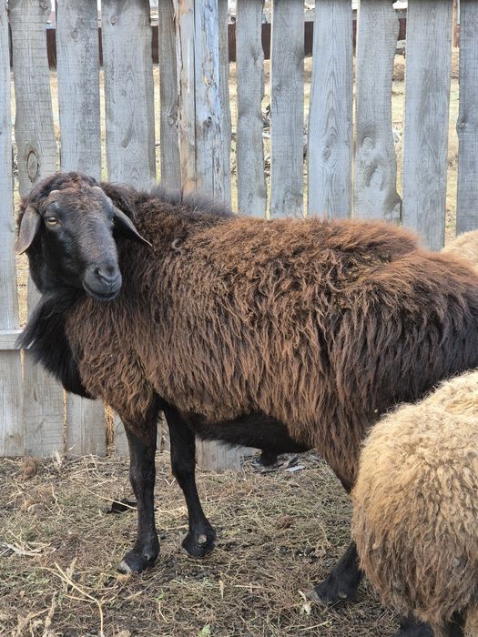 Продам барана, кошкар