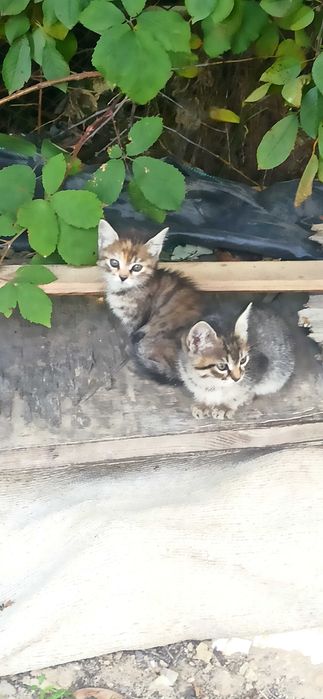 Подарявам котенца