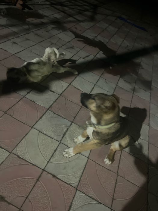 САО Тобеты тяжеловесы