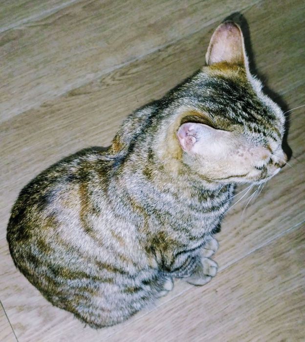 Взрослая кошка мышеловка
