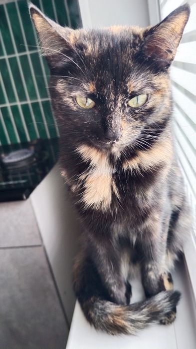 Трёхцветная кошечка ищет хозяев