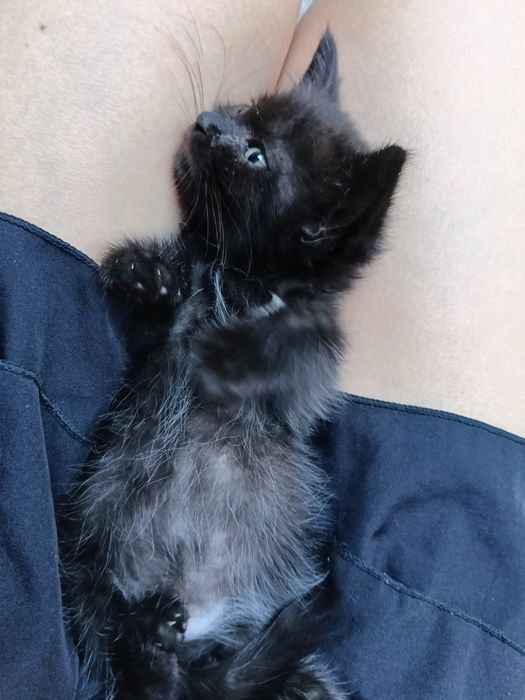 Отдаю котенка в хорошие руки
