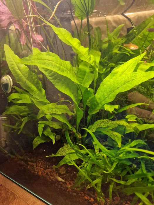 Plante acvariu tinere