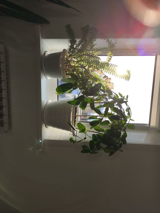 Продаю домашние цветы