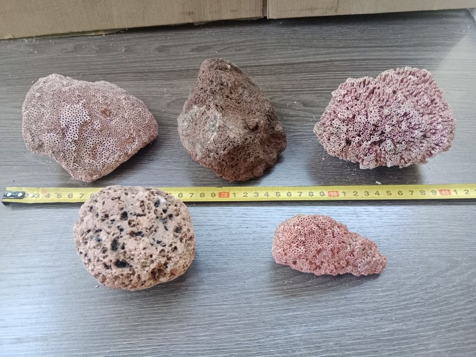 Коралл для аквариума.