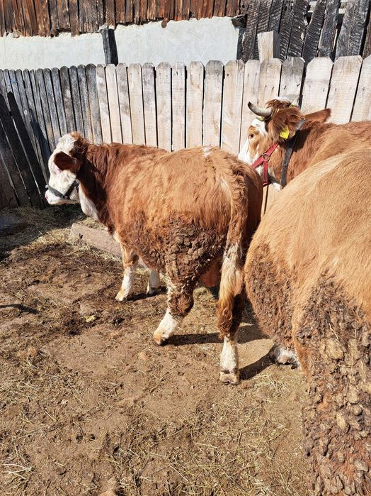 Tăuraș 300 kg 11 luni