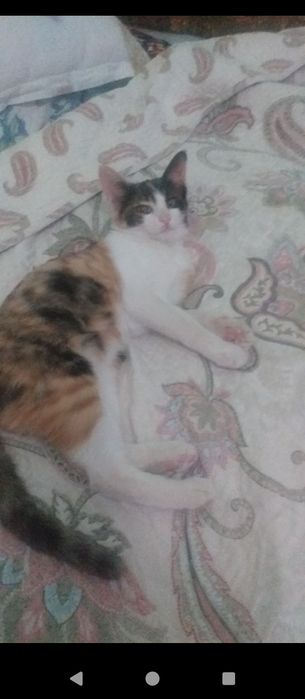 Отдам в добрые руки