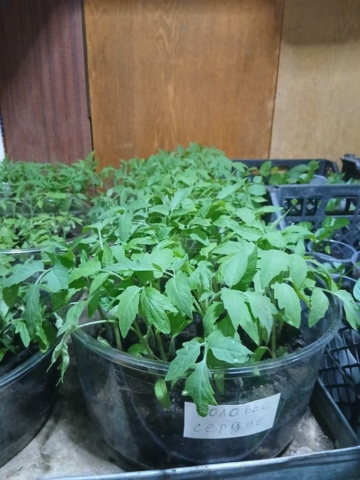 Продаю рассаду помидор