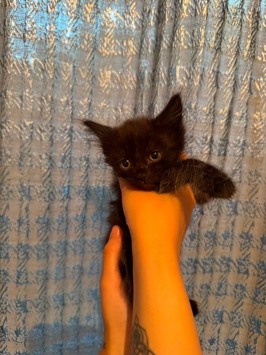Отдам СРОЧНО котят!!!