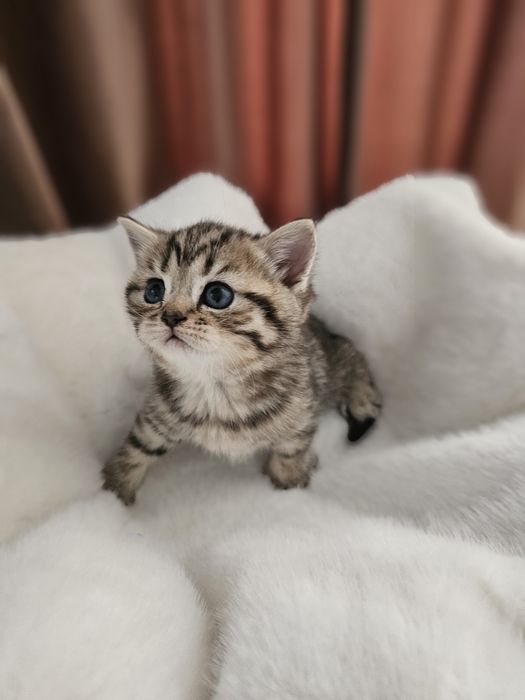 Британские малыши котята
