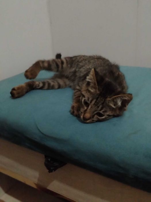 Котенок в добрые руки