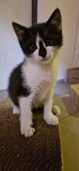 Котенок 2 месяца толстенький здоровый