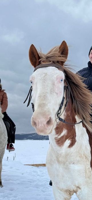 Cal pinto de echitație