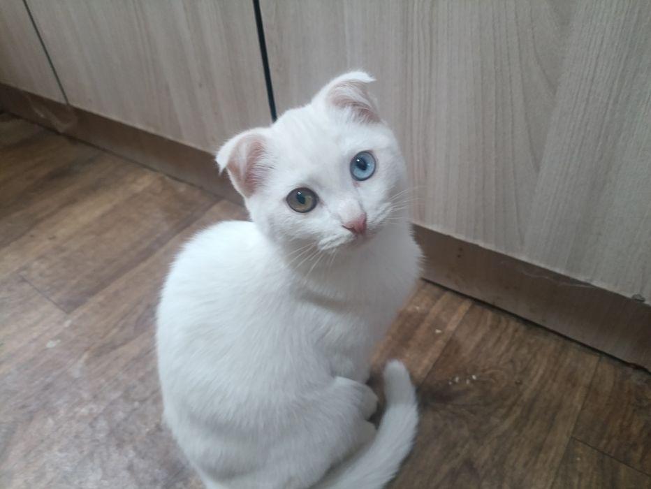 Котики породистые