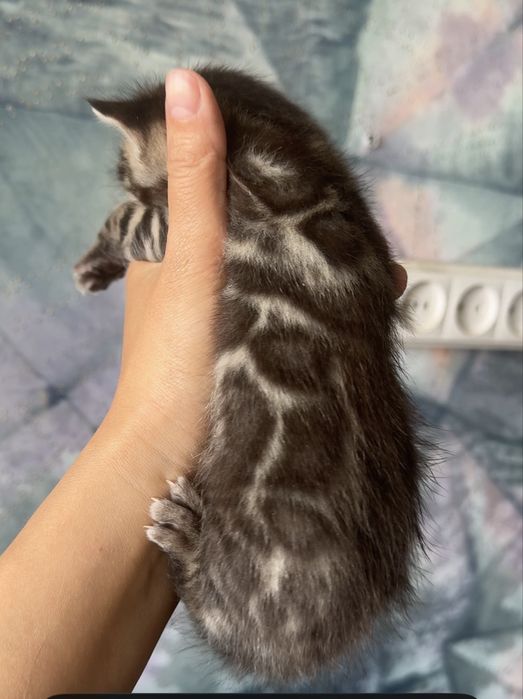 Бенгальские котята с документами