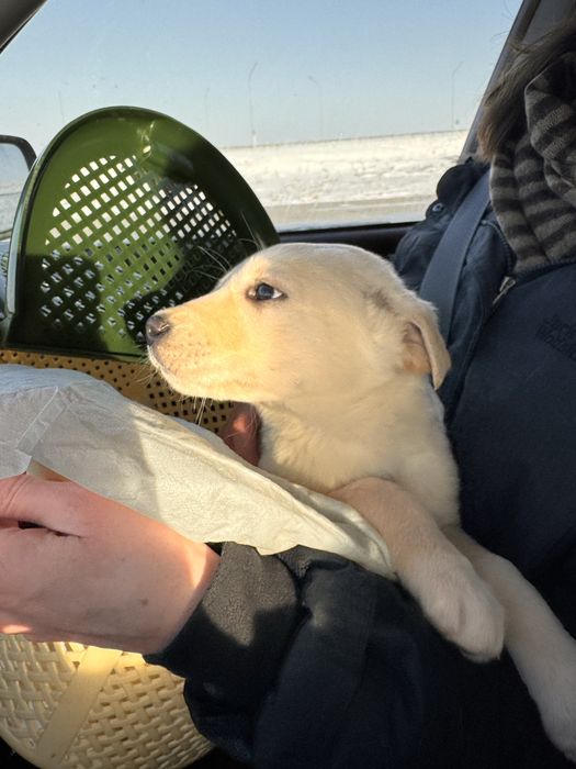 Щенок девочка ищет дом