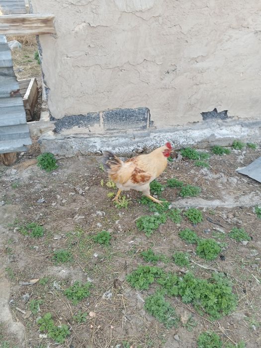 Петухи домашние за 5000