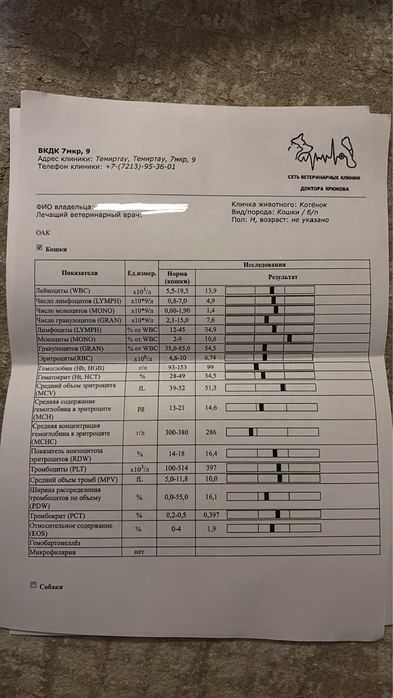 отдам котенка в добрые руки