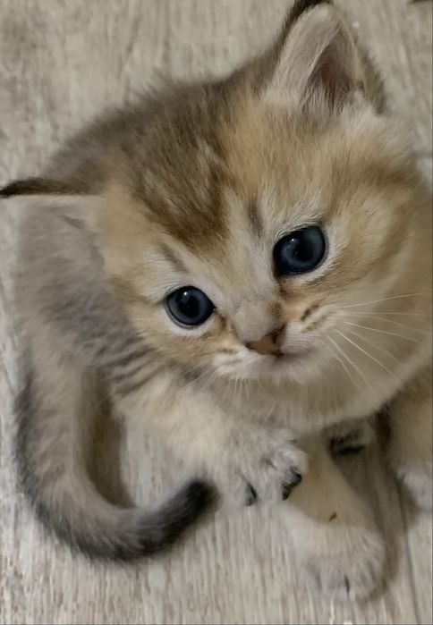 Кошечка шотландская