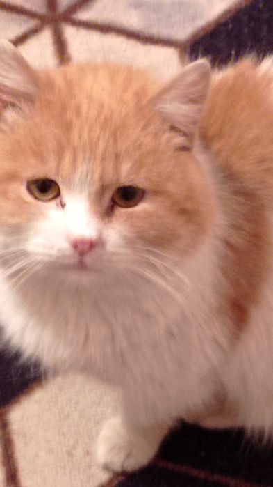 Отдам котов и кошек в добрые руки