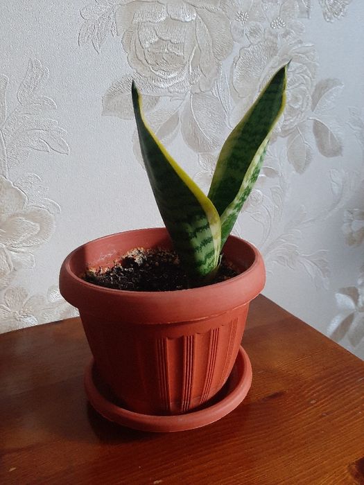Сансивиерия (Sansevieria)