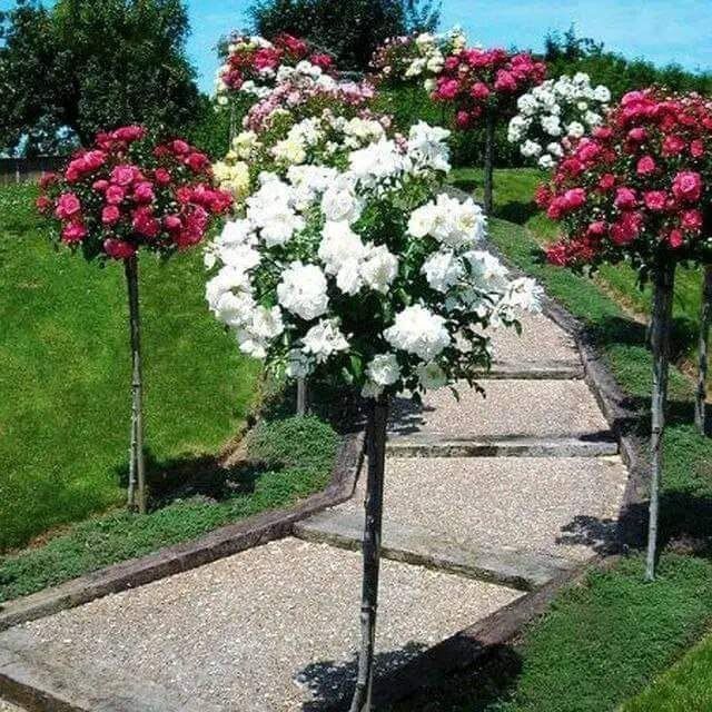 Sifatli shtampiyov atirgul bor