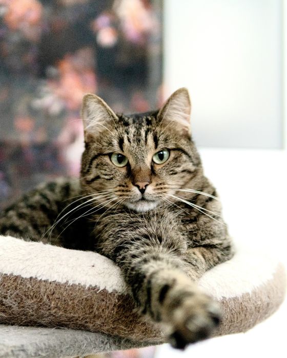 Кроткият Рико на 2,5 г. търси дом, кастриран