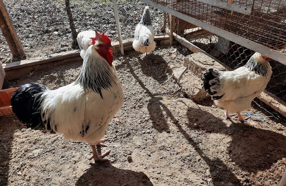 Cocos Sussex HD talie mare tineri