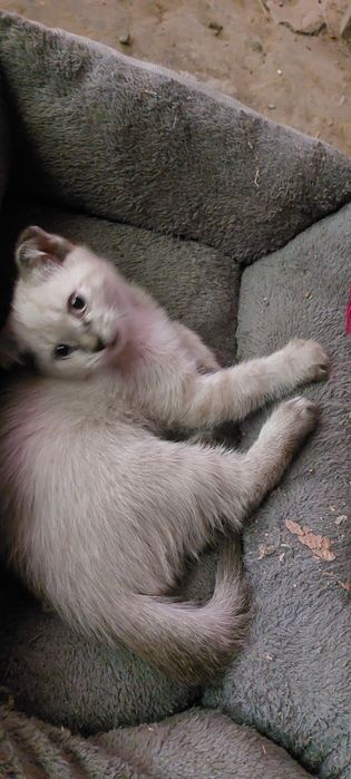 Котенок  бесплатно