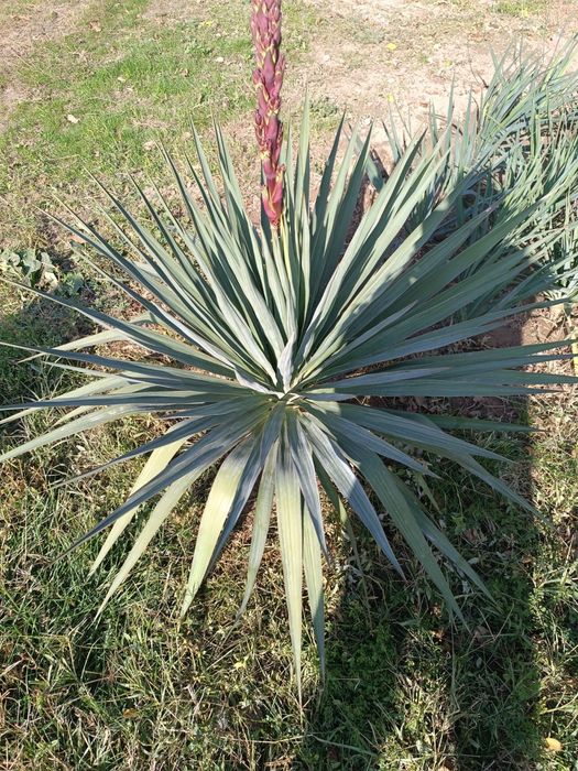 Цветы Юкка, Юкка гүлі, колокольчик