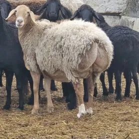 Едильбаские овцы курдючные на племя