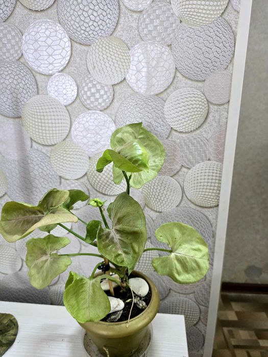 Сингониум серый призрак