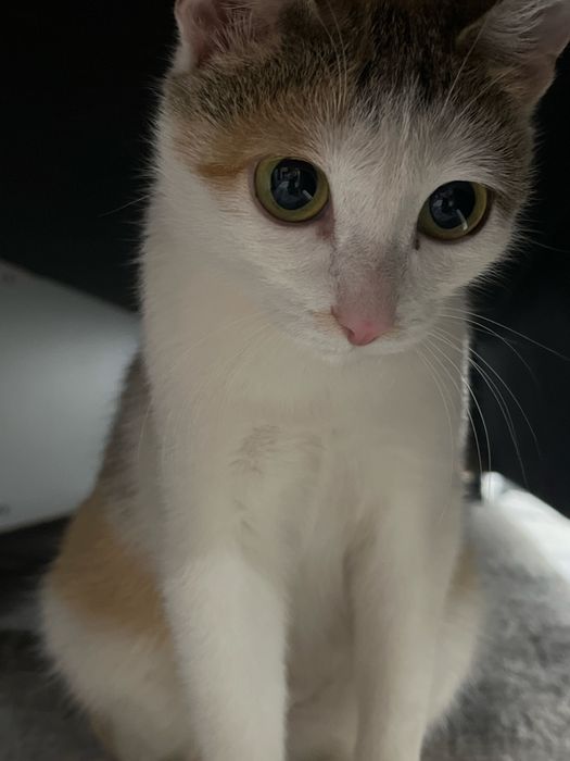 Отдам кошку в добрые любящие руки