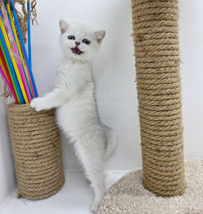 Британские  котята