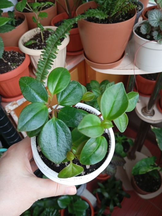 Продам цветы комнатные