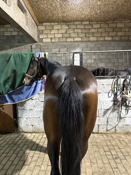 Айғыр 3 жасар Англо-Буден