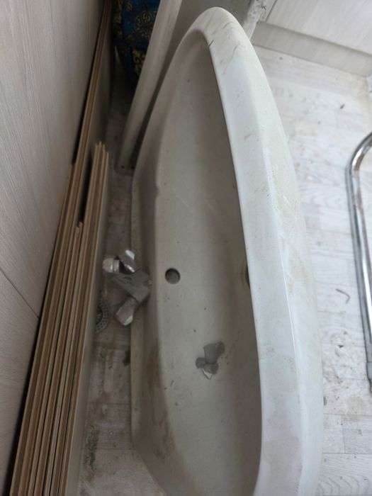 Раковина тюльпан