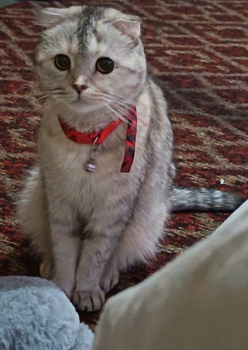 Скотиш Фолд девочка