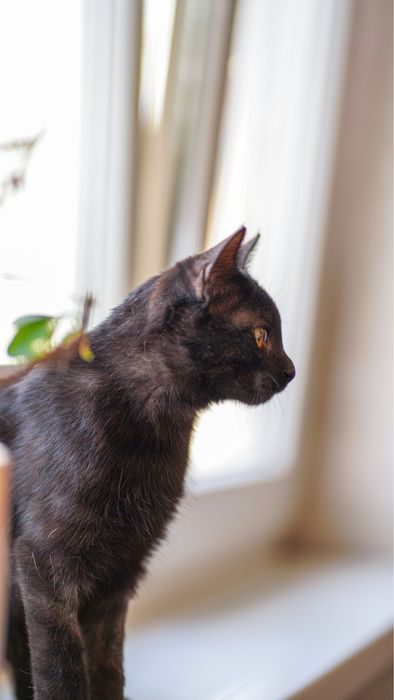 Котенок девочка в поисках дома! Ташкент